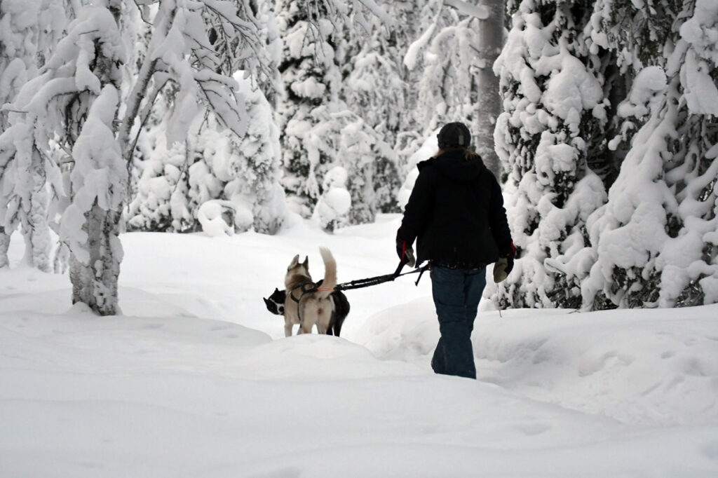  A husky and guest walking through the snowy forest and tundra,
soft natural light.