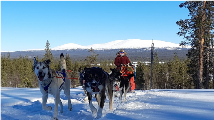 Husky sledding tour